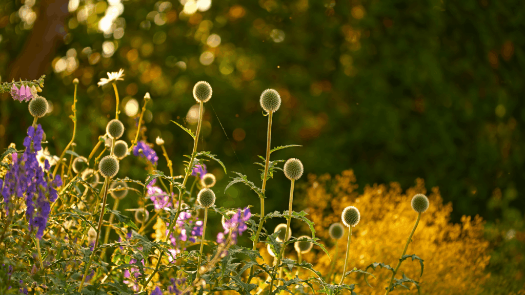 Spätsommerblumen