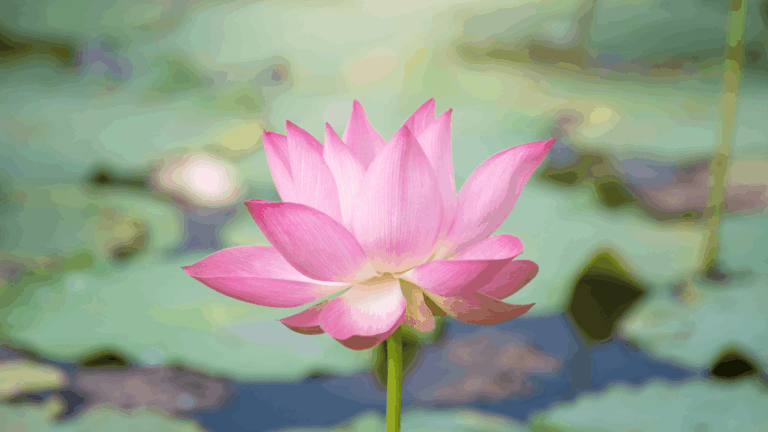 Blume und Teich als Zeichen von Achtsamkeit